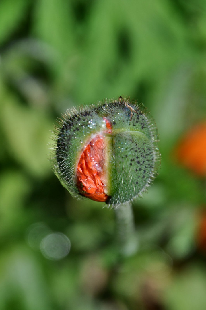 Und immer wieder Mohn...