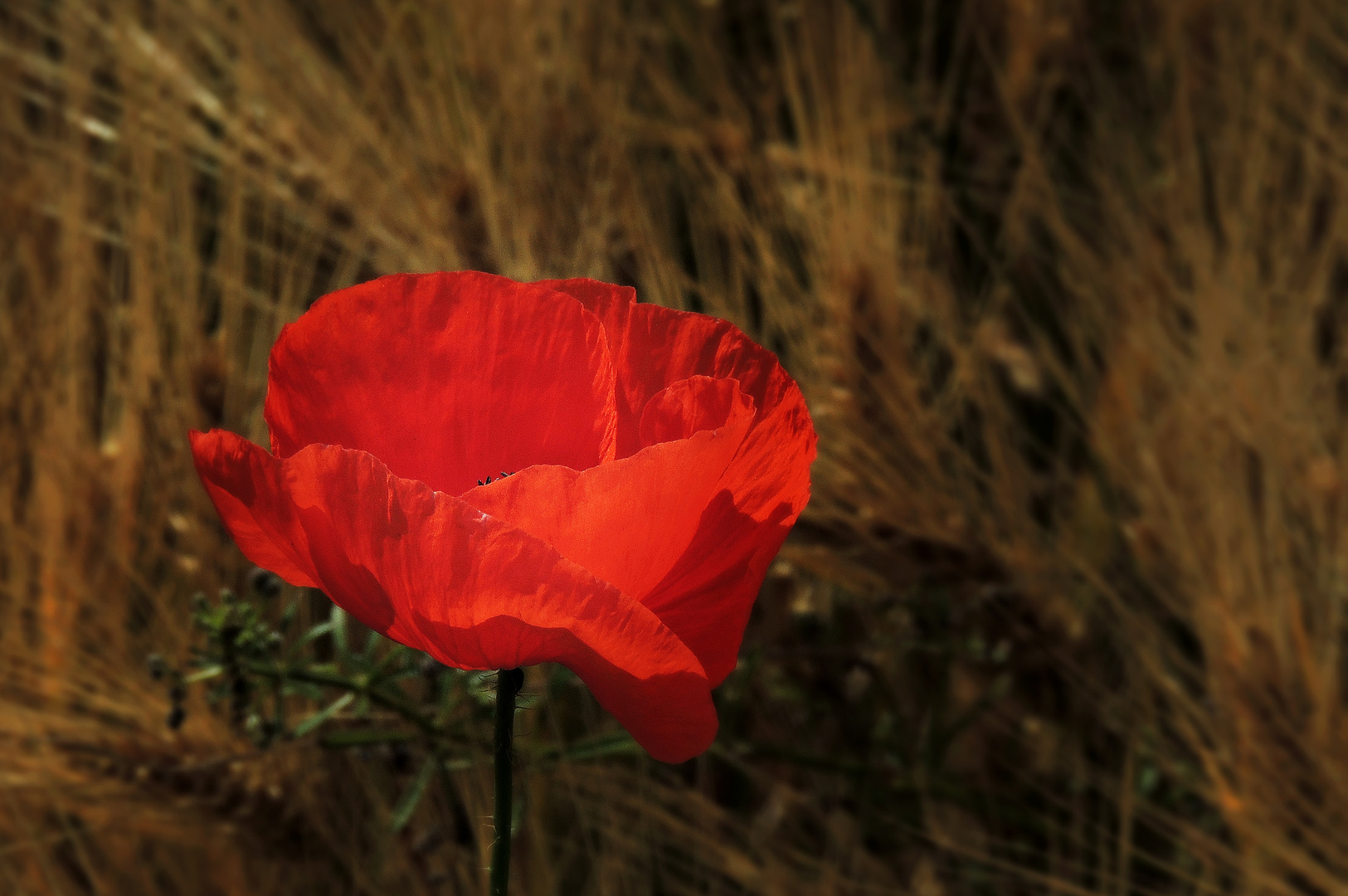 und immer wieder .... Mohn ....