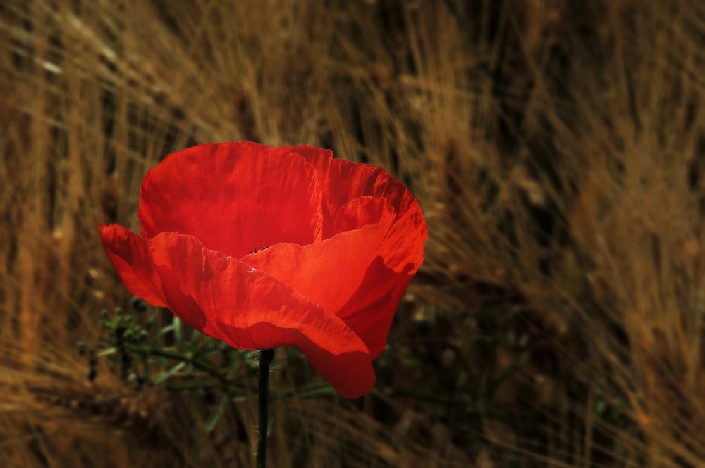 und immer wieder .... Mohn ....