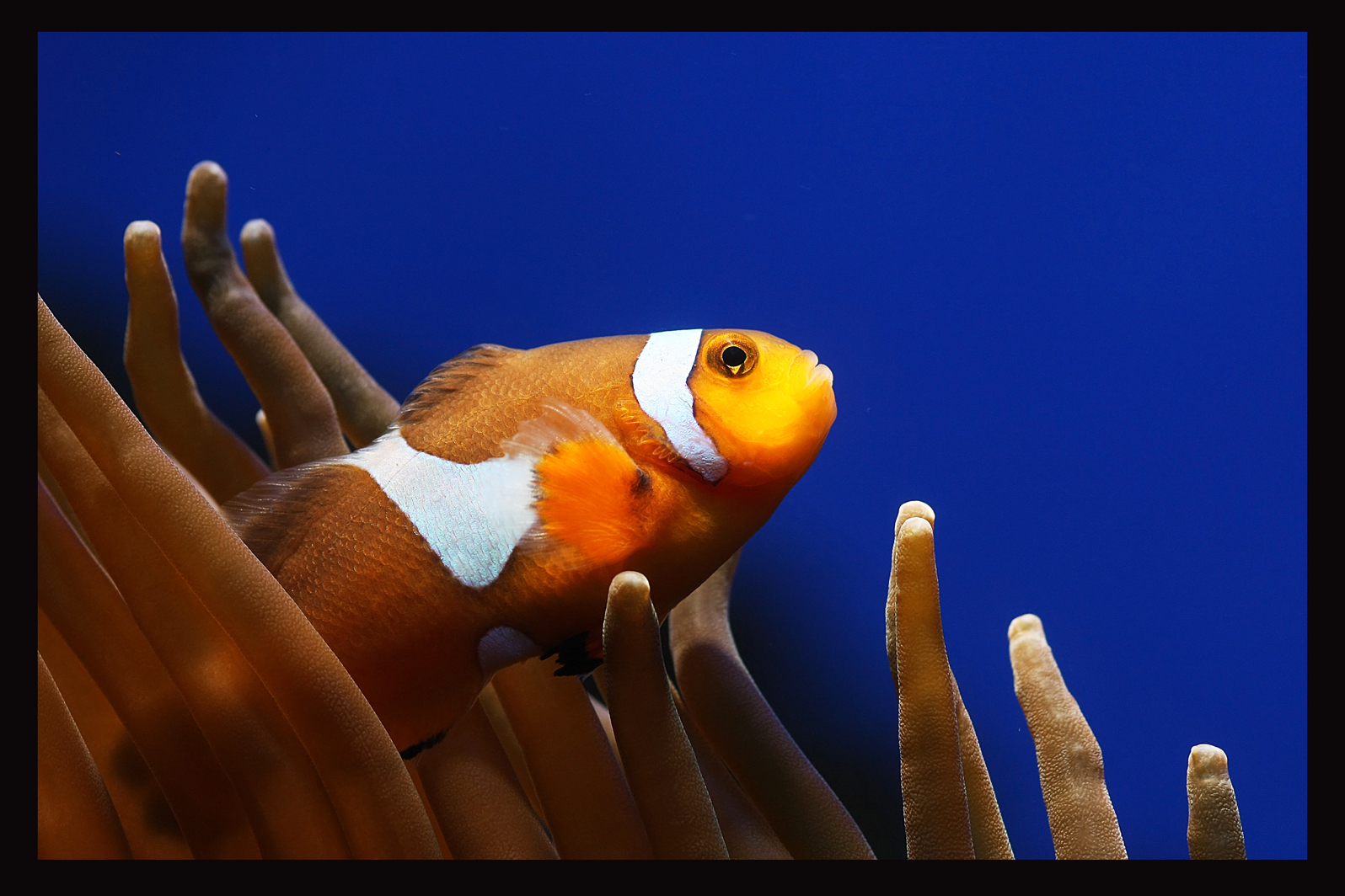 Und immer wieder Nemo......