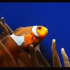 Und immer wieder Nemo......