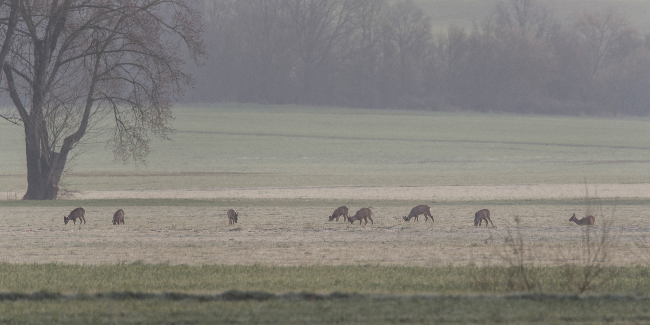 Und immer wieder Rehe