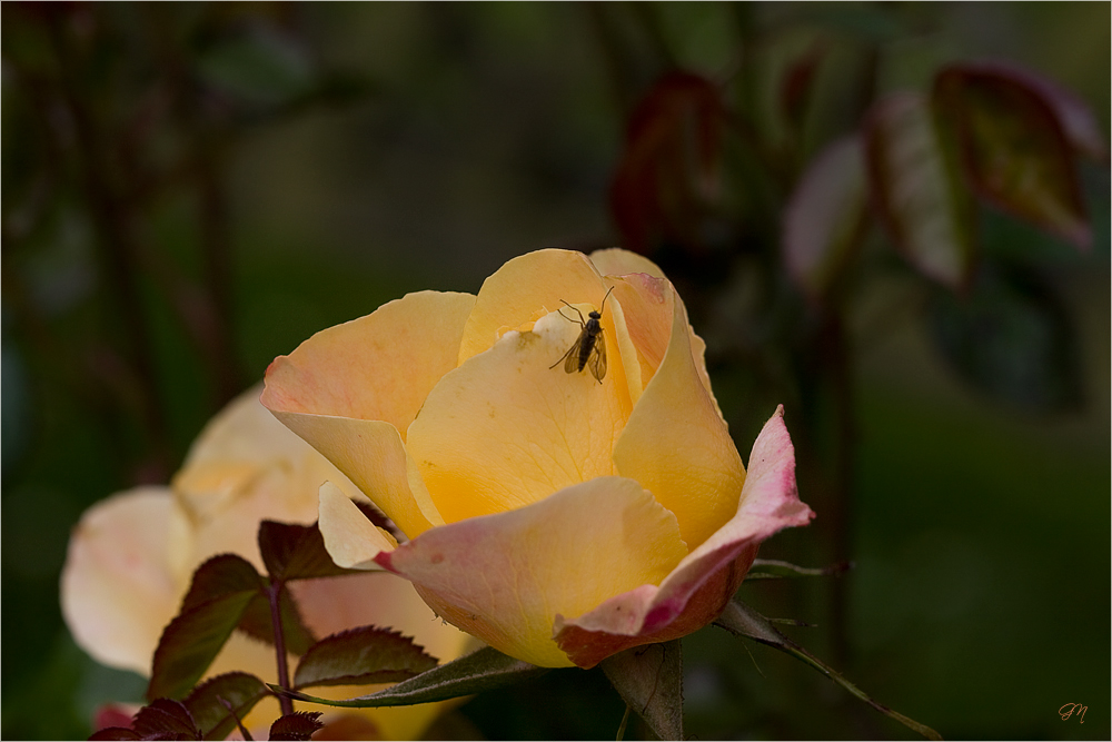 Und immer wieder Rosen (1)