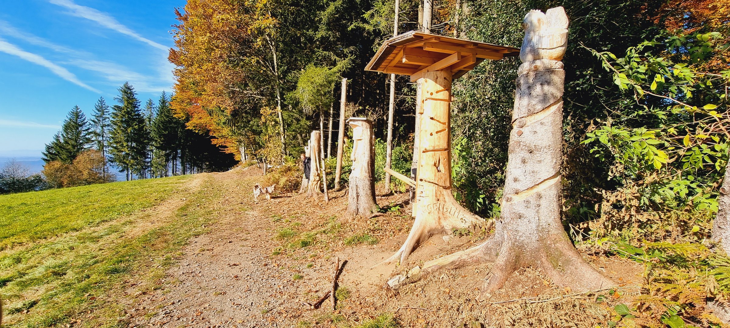 Und immer wieder schön, im Herbstwald