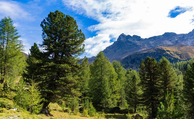 Und immer wieder wunderbare Arven