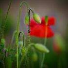 Und immer wieder zieht mich der Mohn magisch an