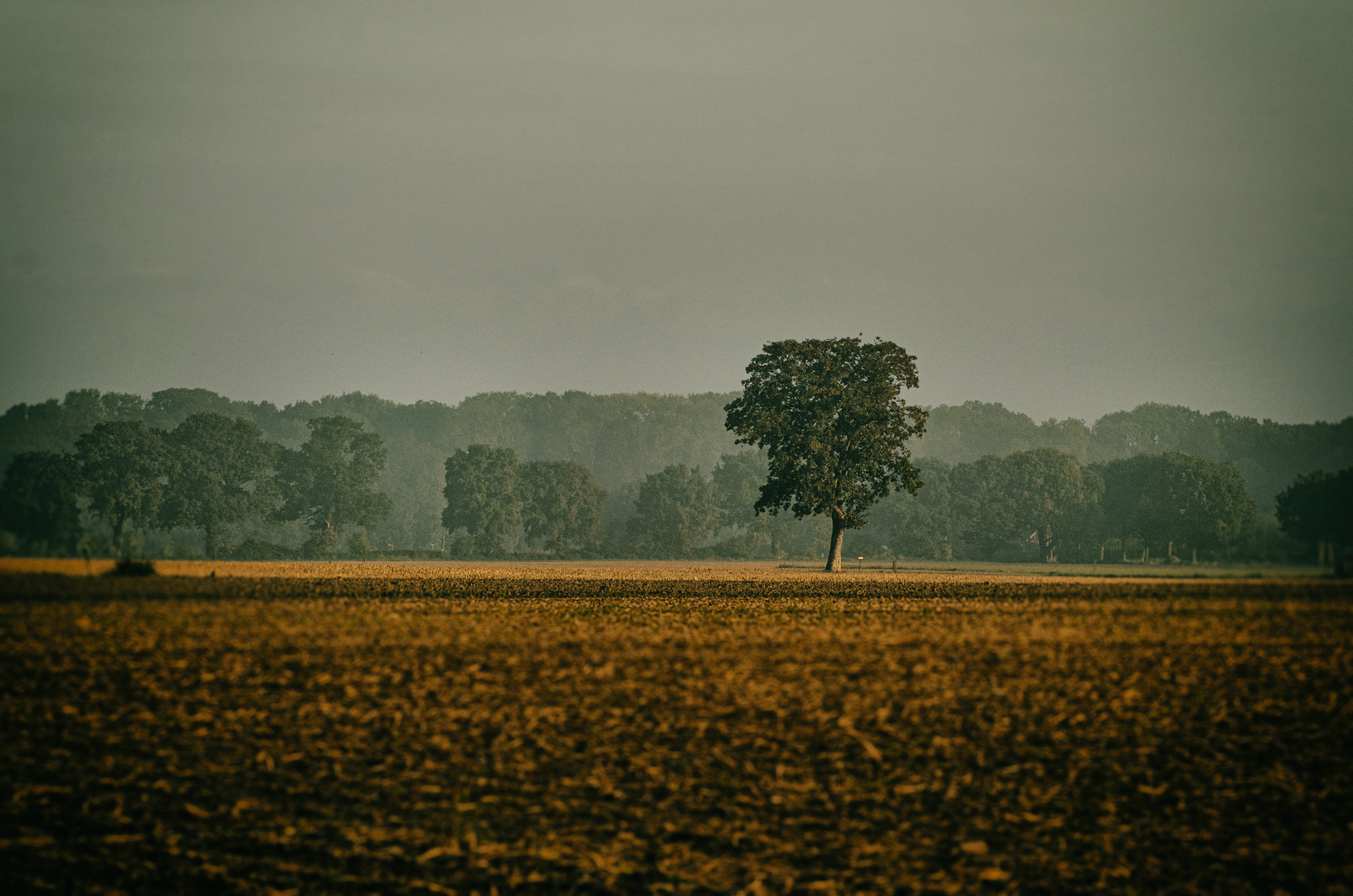 . . . .und in der Ferne, noch ein Baum