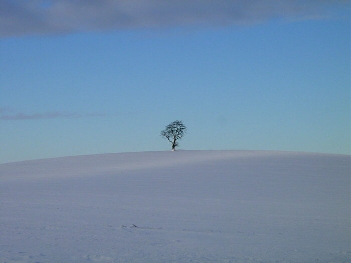 Und in der Mitte ein Baum