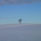 Und in der Mitte ein Baum