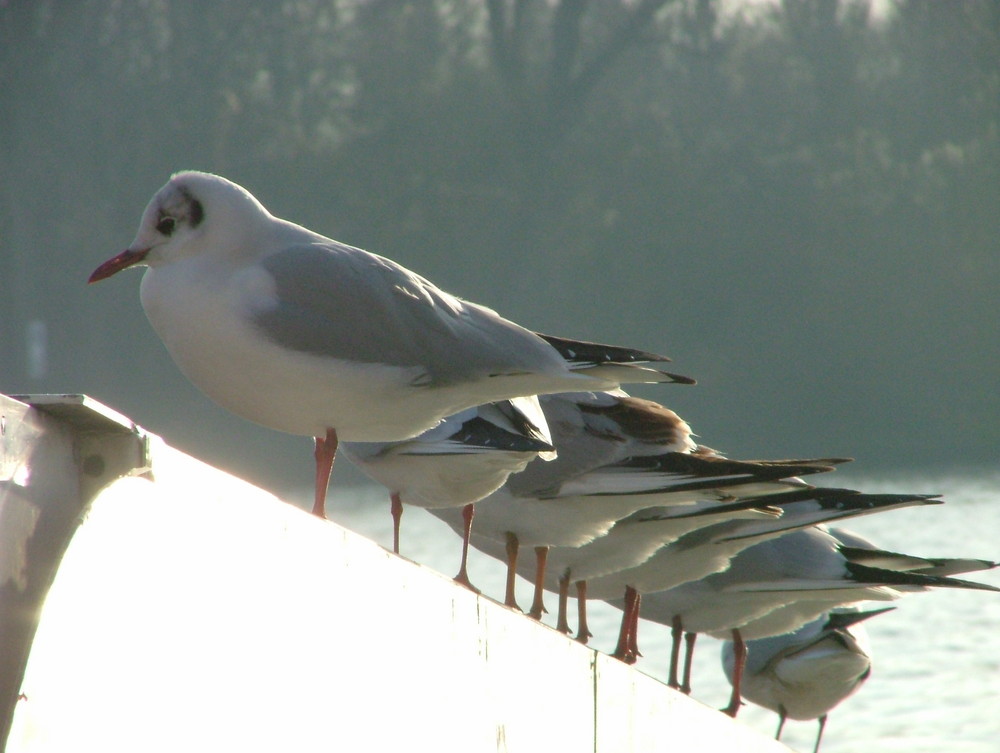 ... und in Gesellschaft