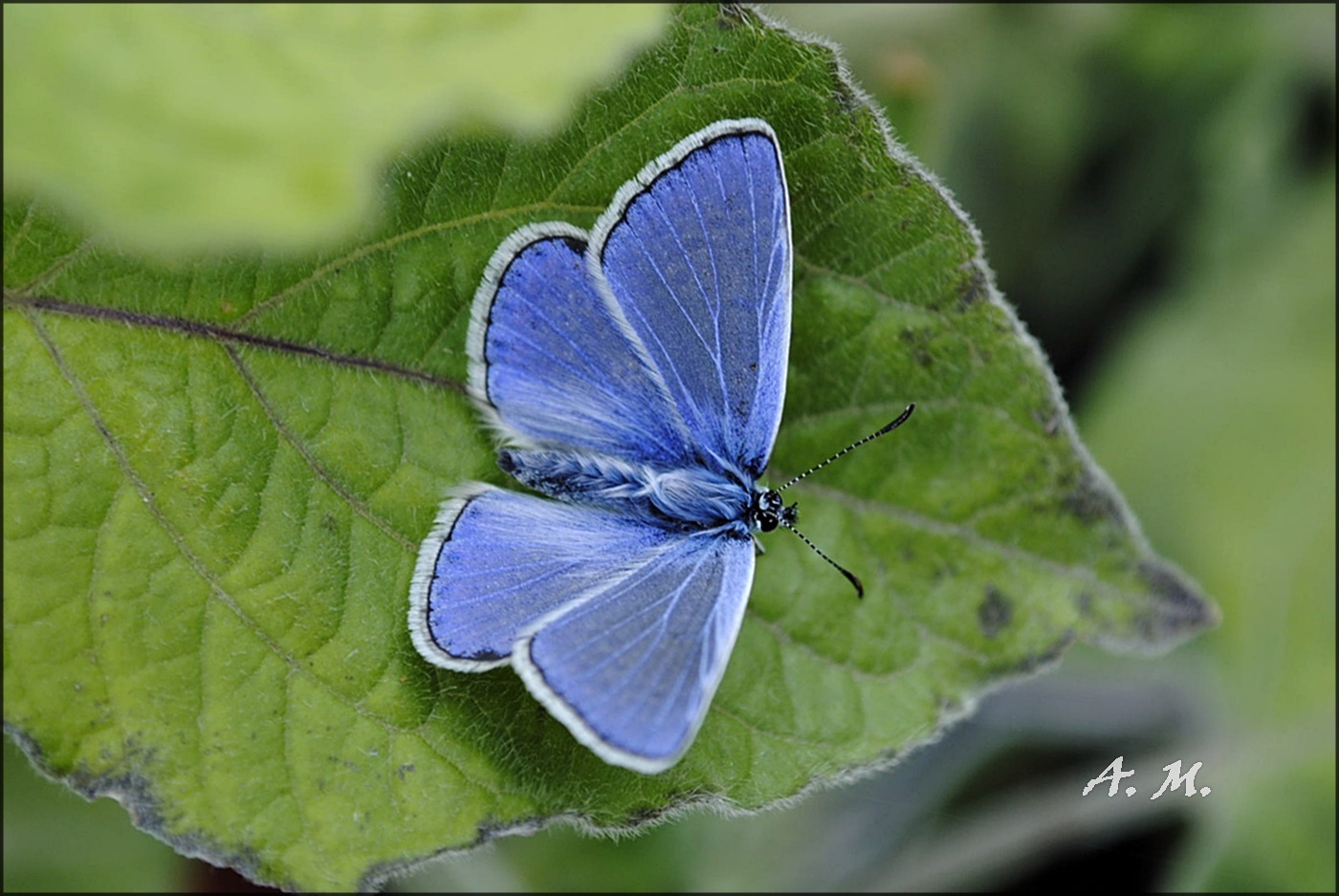 ,...und in meinem Garten...