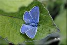 ,...und in meinem Garten... von annettunbekannt 27 