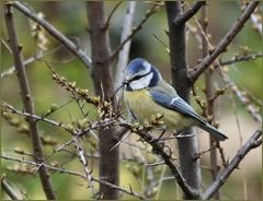 Und in Nachbars Garten...