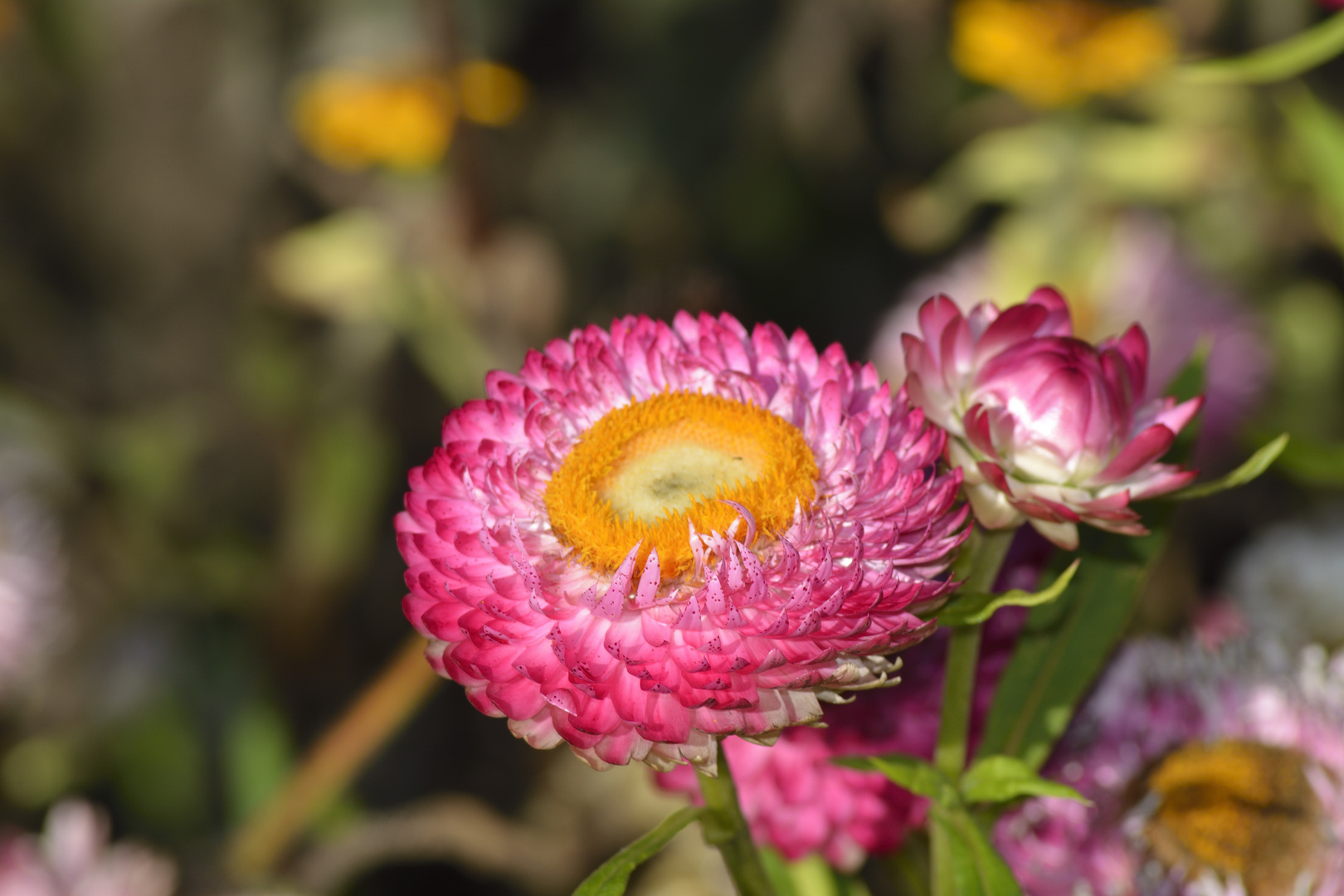 Und ist das Blümchen noch so klein ...