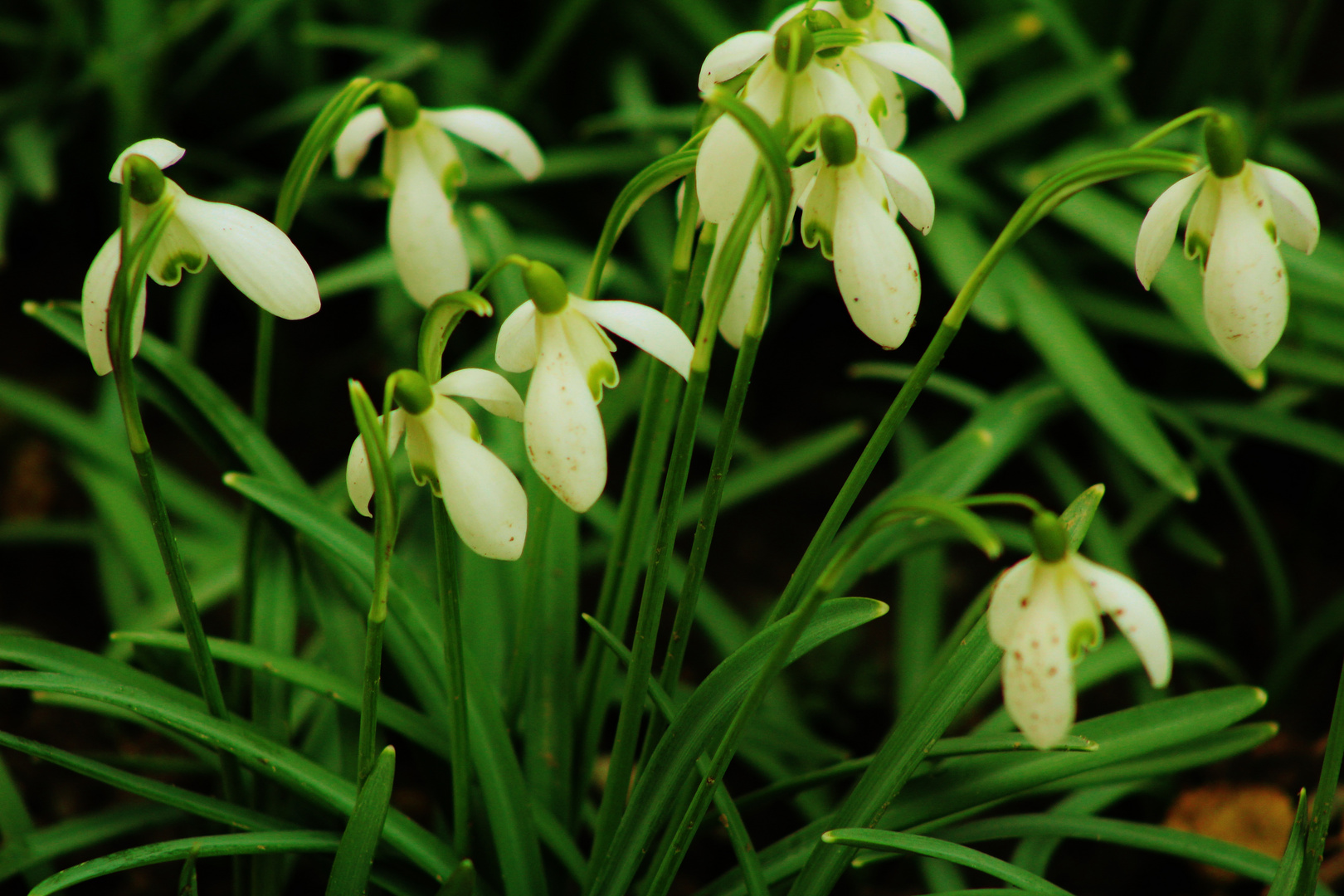 und ist es der Frühling,