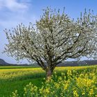 Und jährlich grüsst der Frühling...