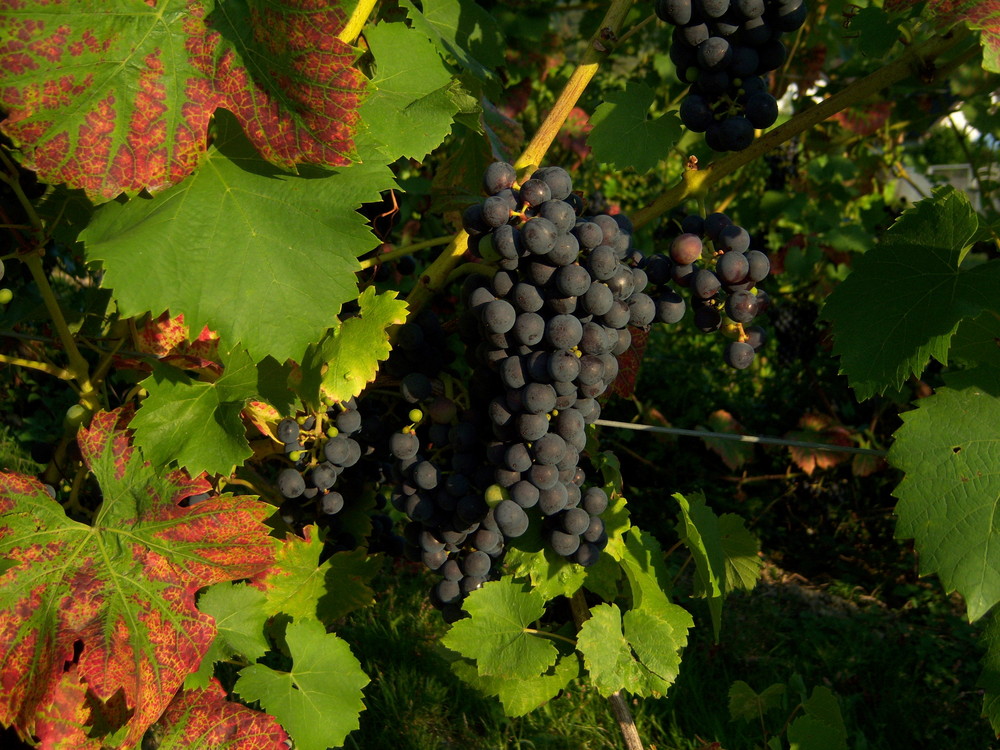 ...und jage die letzte Süße in den schweren Wein...