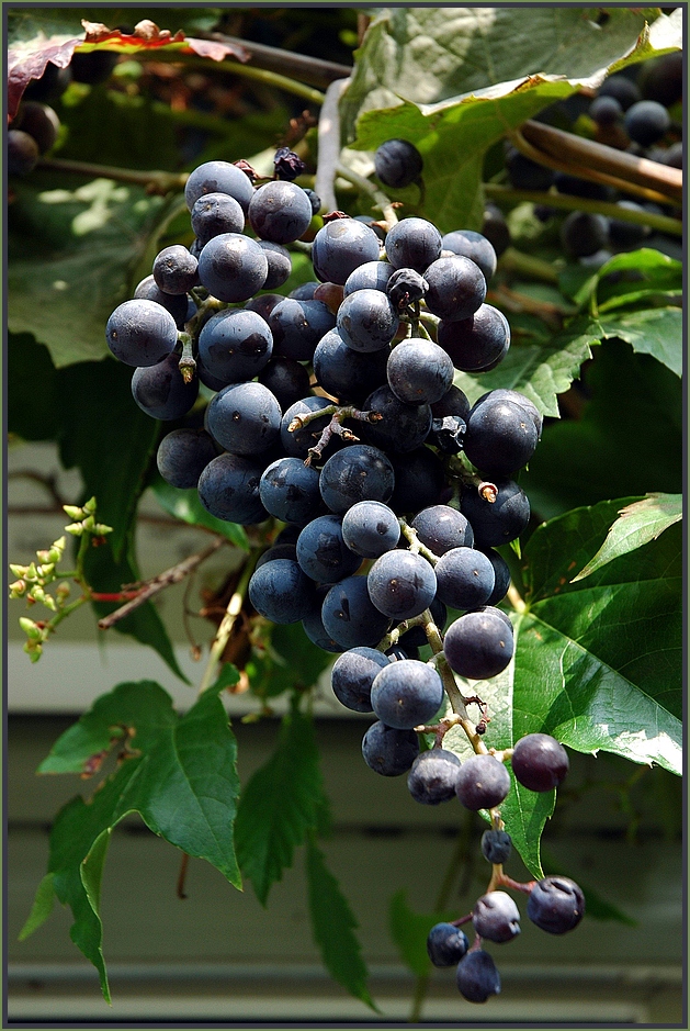 . . . und jage die letzte Süße in den schweren Wein