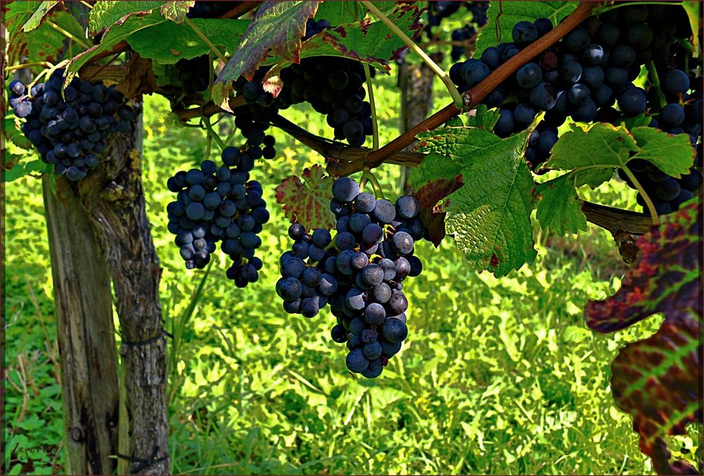 . . . und jage die letzte Süße in den schweren Wein