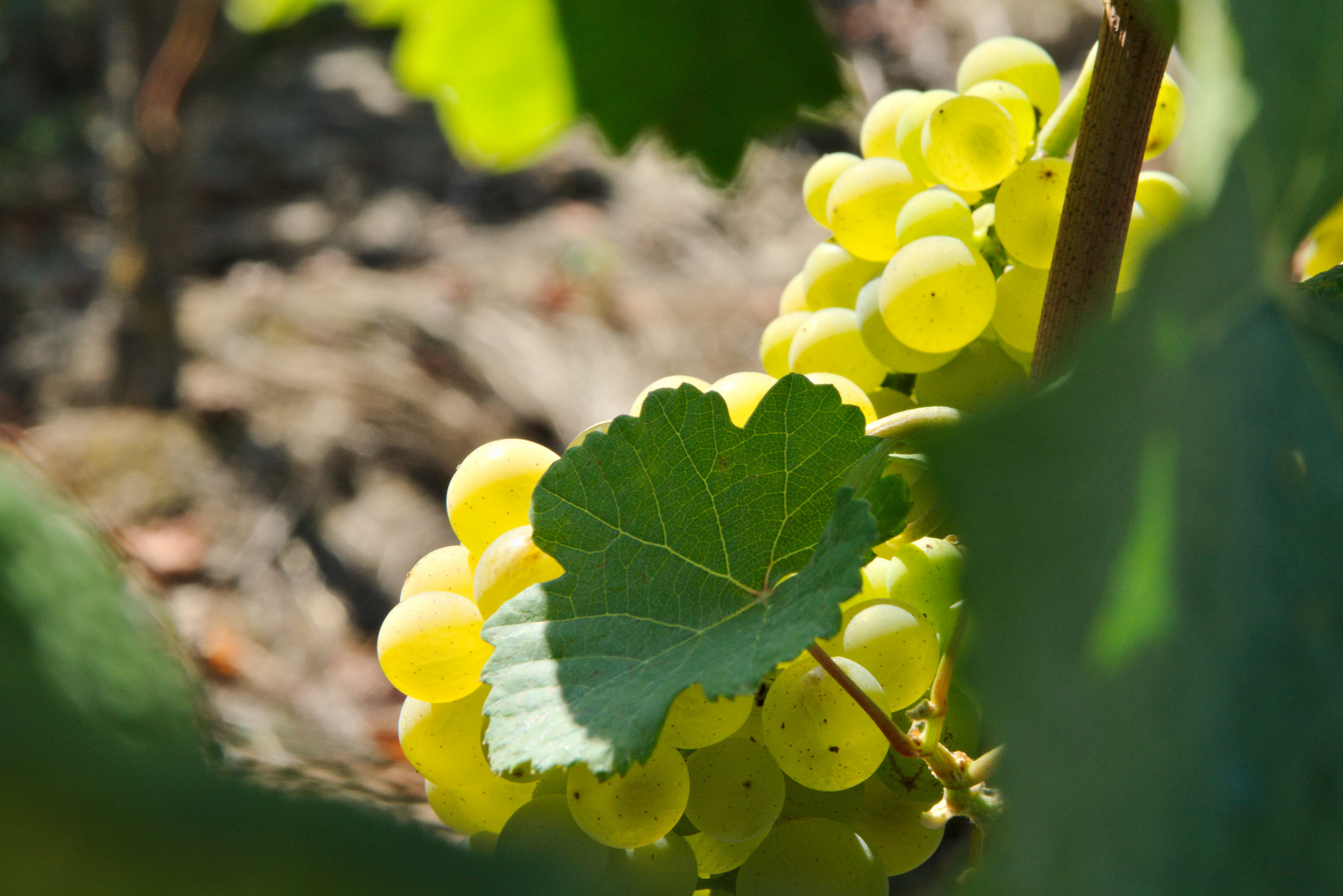 ...und jage die letzte Süße in den schweren Wein