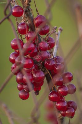 Und jede Beere ist ein Spiegel