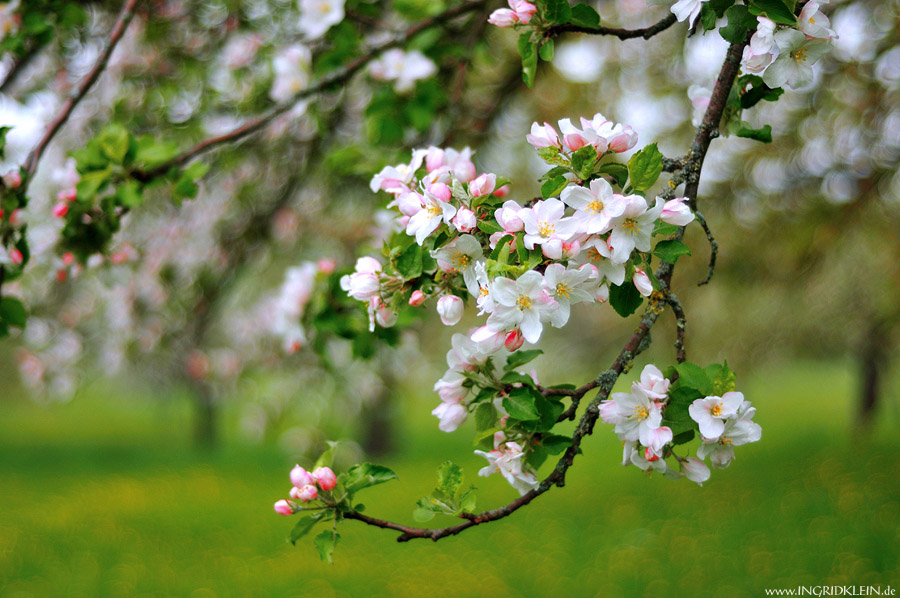 Und jede Blüte