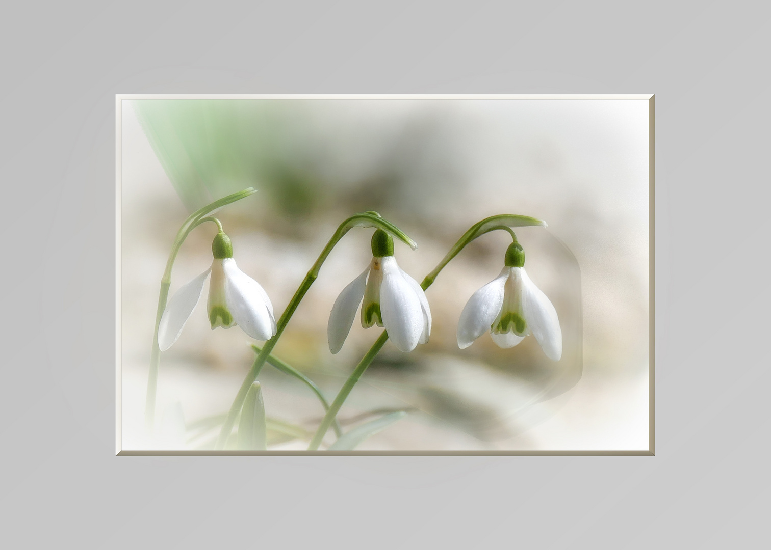 Und Jedem Anfang Wohnt Ein Zauber Inne Hermanhesse Foto Bild Fruhling Natur Fruhbluher Bilder Auf Fotocommunity