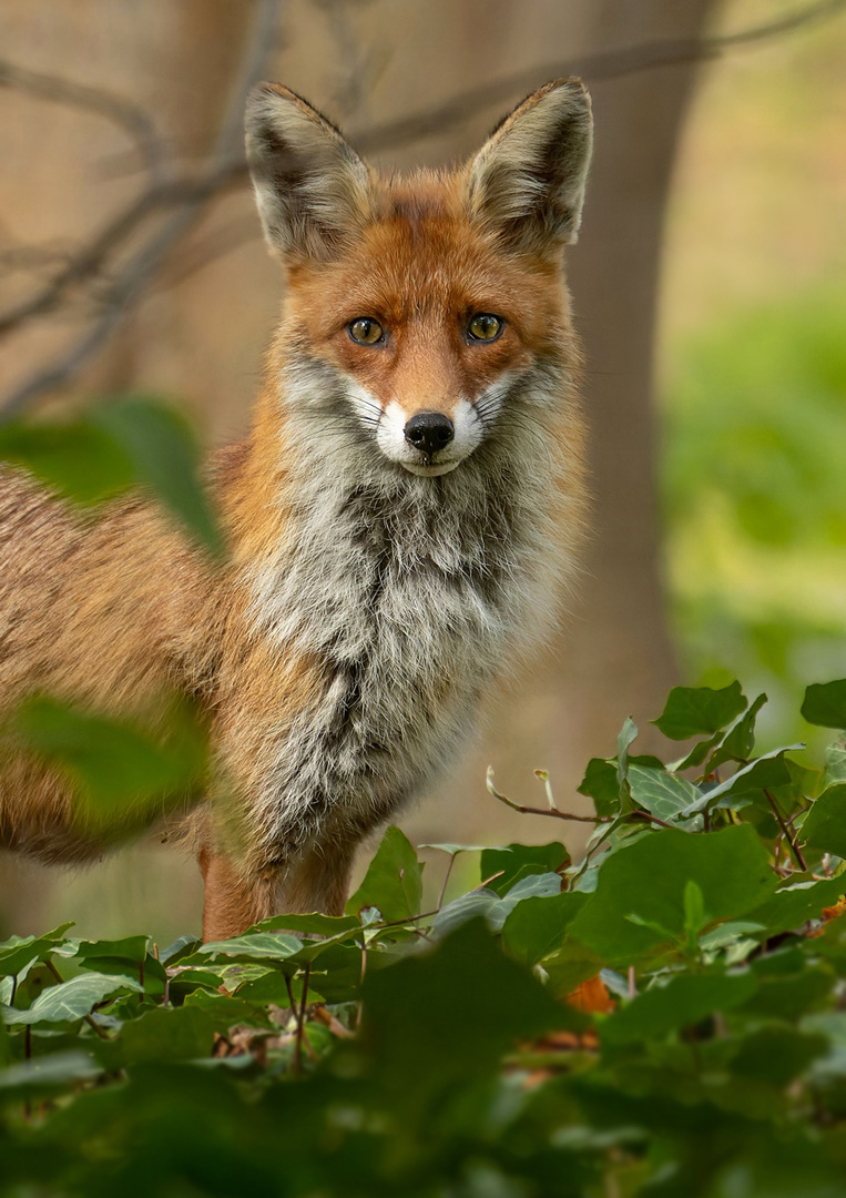 Und  jedem Fuchs wohnt ein Zauber inne 