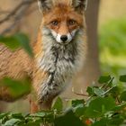 Und  jedem Fuchs wohnt ein Zauber inne 