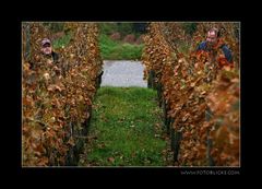 Und jetzt ab durch die Weinberge ....