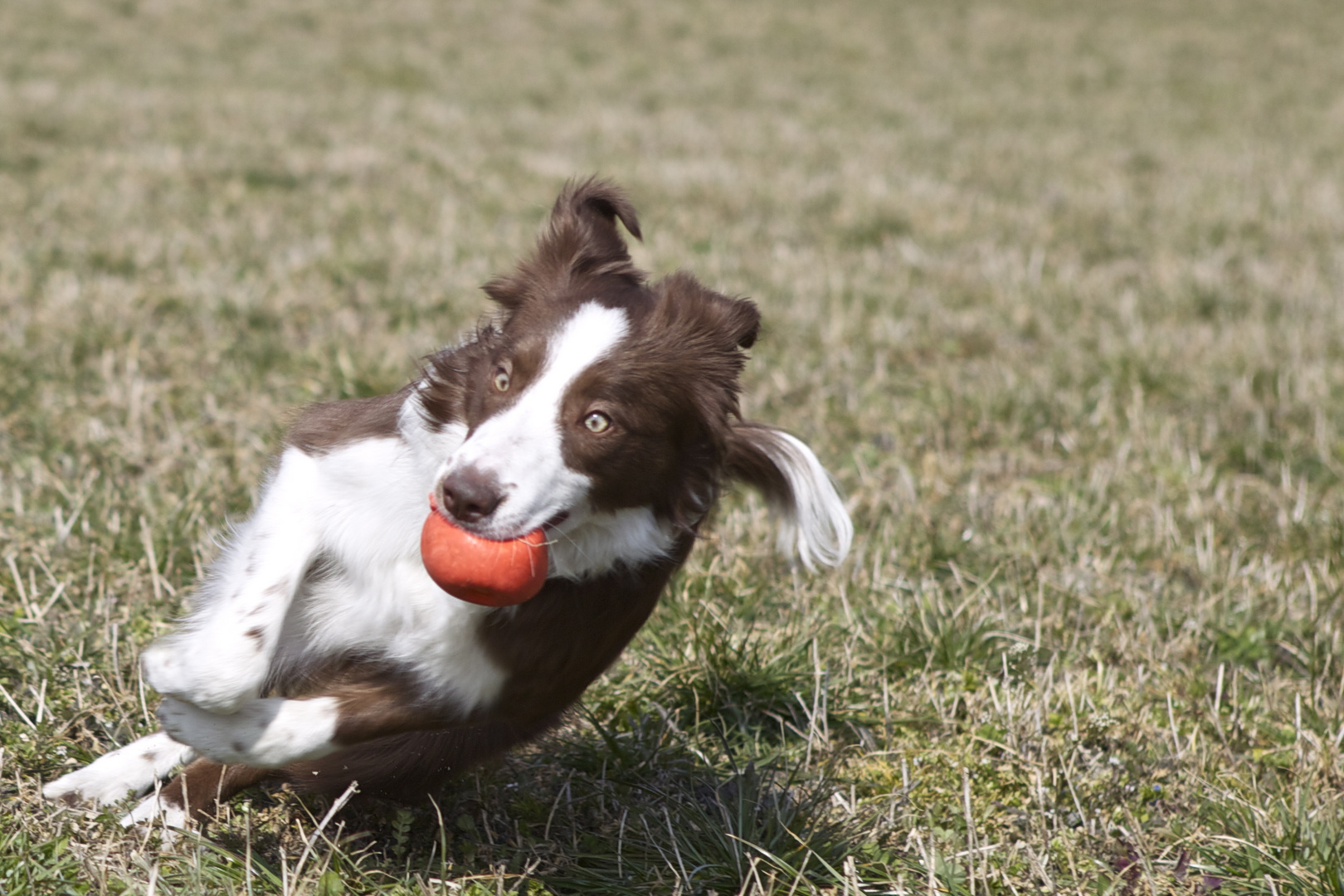 ...und jetzt ab mit dem Ball