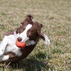 ...und jetzt ab mit dem Ball