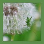 ... und jetzt: Absprung!