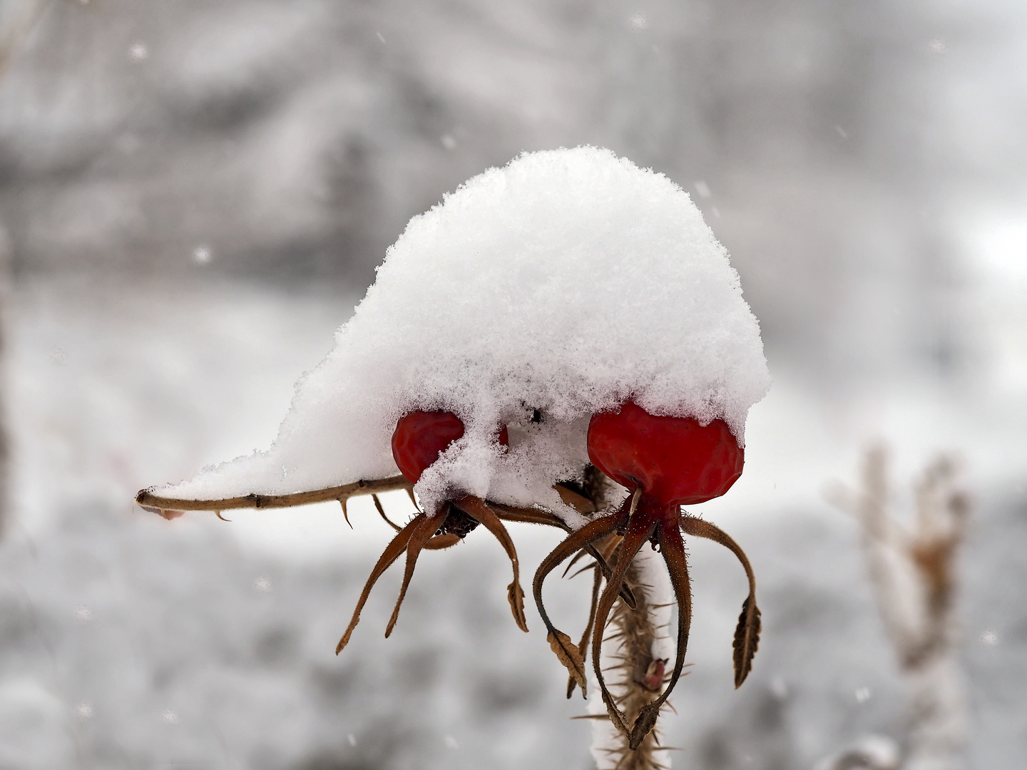 Und jetzt begrüsse ich den Winter... - L'hiver décore les cynorhodons.