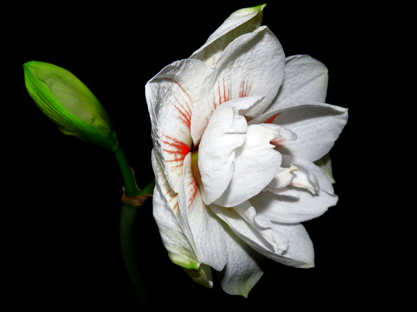 und jetzt blüht auch die weisse Amaryllis 2