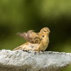 _..und jetzt die Flügel trocknen