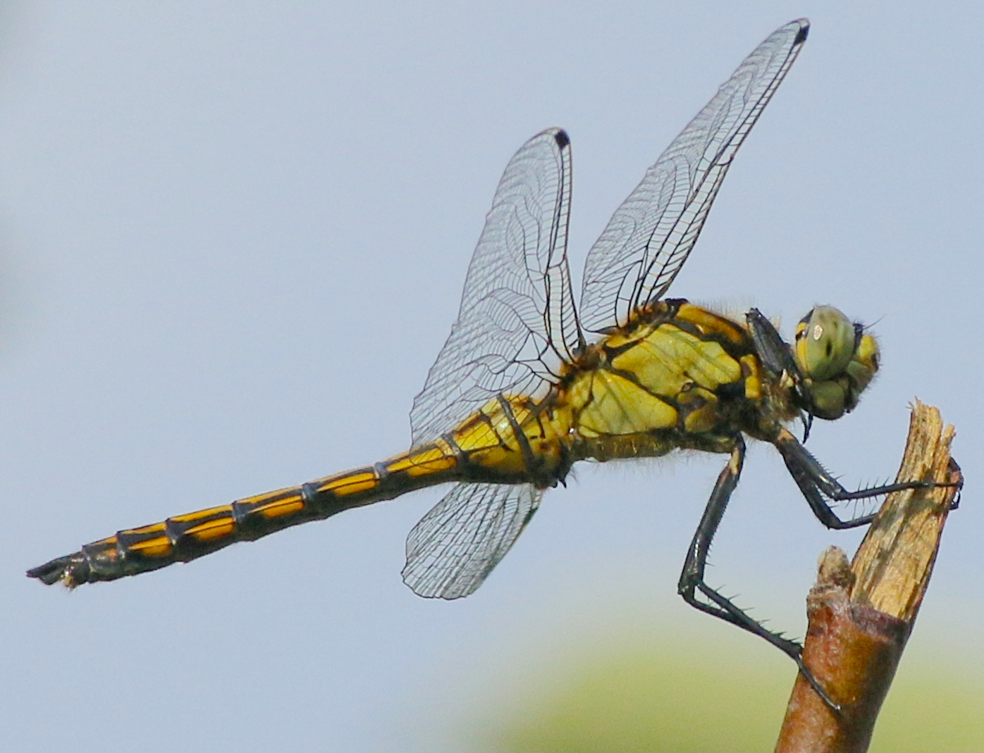 ... und jetzt die ganze Libelle!