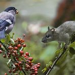 …und jetzt fliegen können…