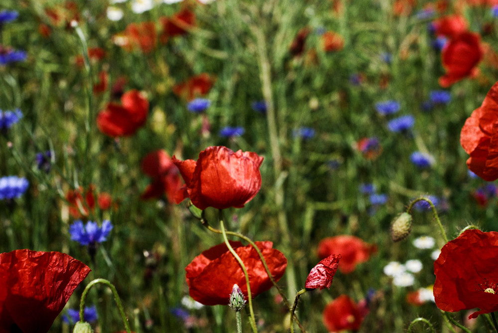 und jetzt fotografiert er auch noch Mohn....