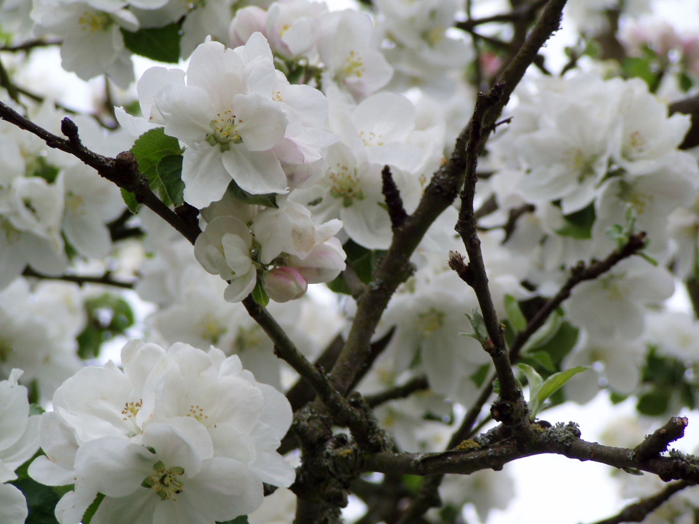 Und jetzt Frühling.....