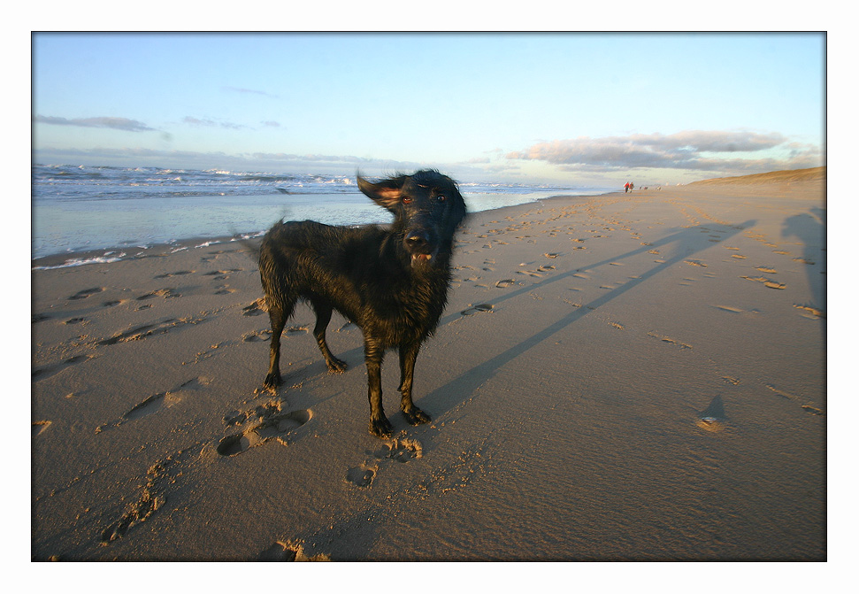 ... und jetzt ganz Windhund