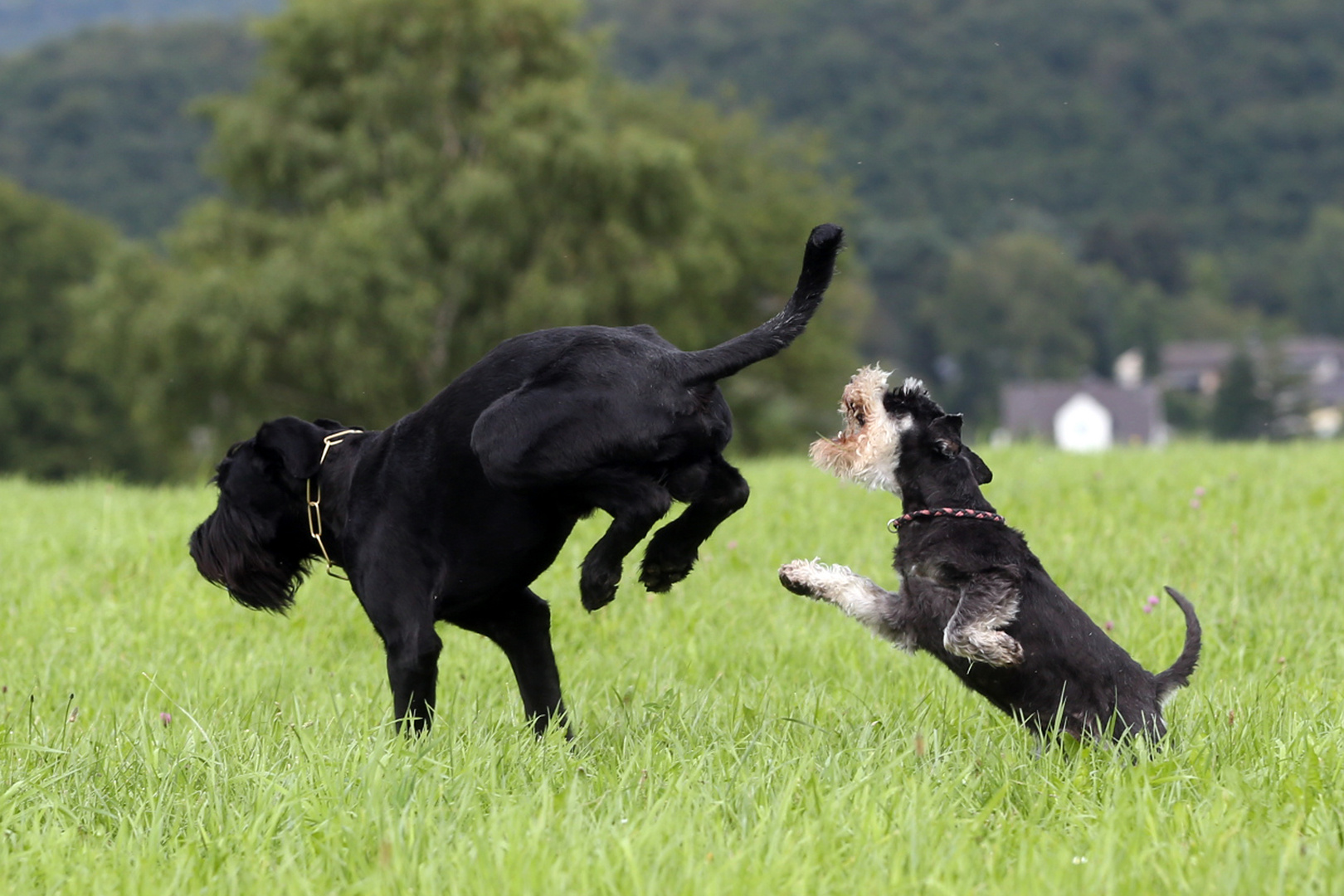 ... und jetzt schleich dich !