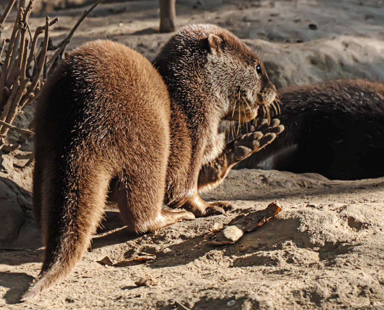 Und jetzt wird wieder in die Hände gespuckt.. Foto & Bild tiere, zoo, wildpark & falknerei