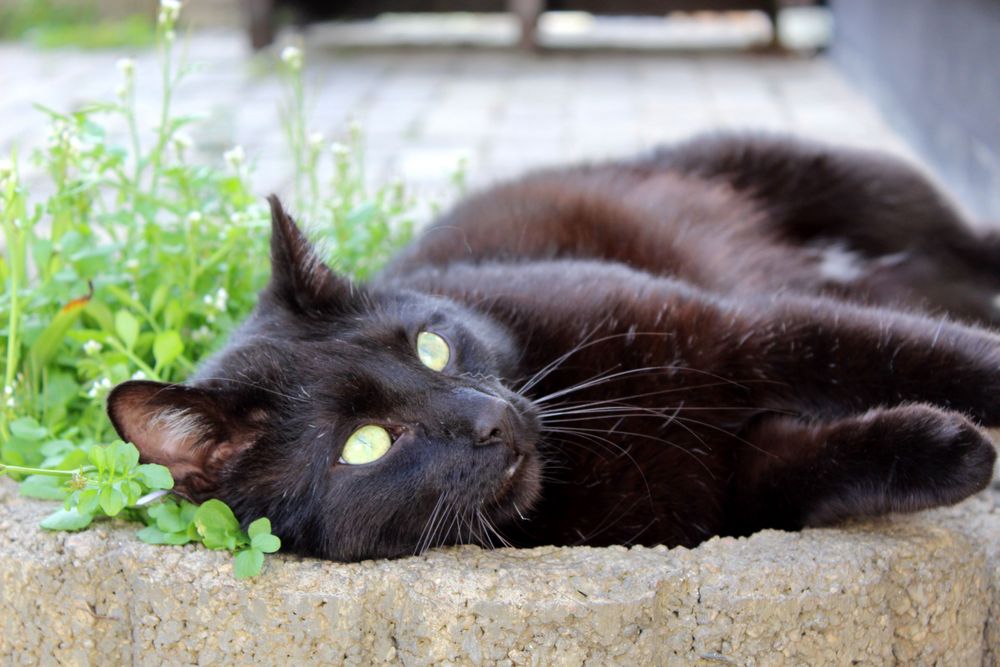 und Katerchen mittendrin