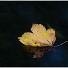 und kommt die goldene Herbsteszeit .....