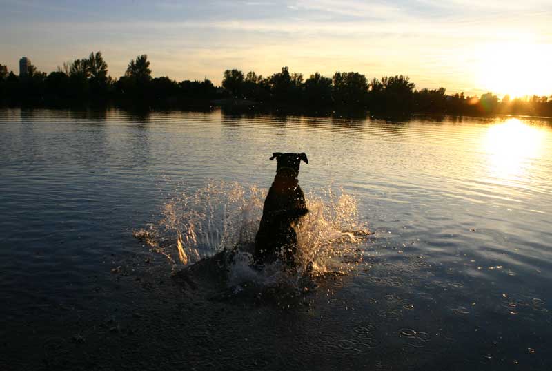 Und Laika sprang in den Sonnenuntergang ...