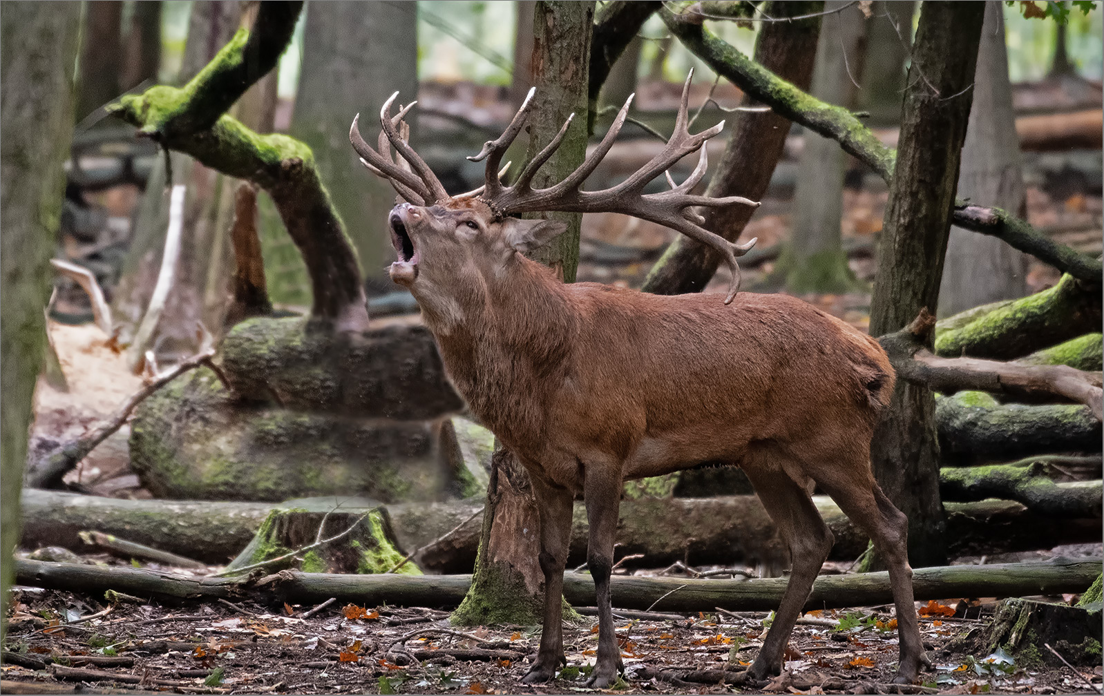 Und lange schallt´s im Walde noch   . . .