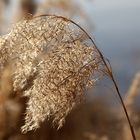 ...und langsamm wird es Frühling