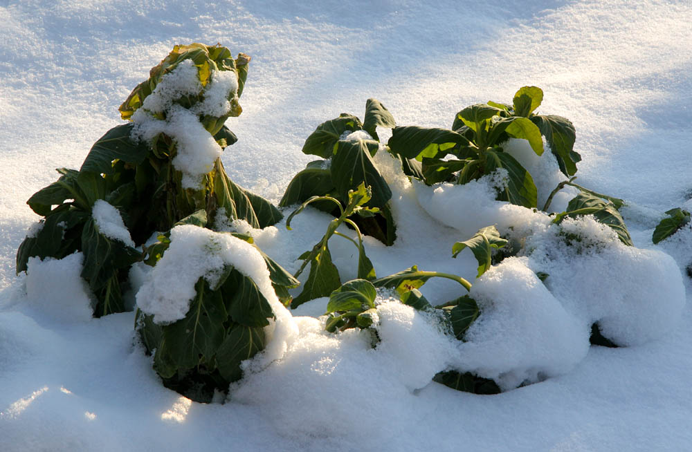 Und Leben drängt sich durch den Schnee