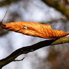 "...und leise säuselt der Herbstwind..."